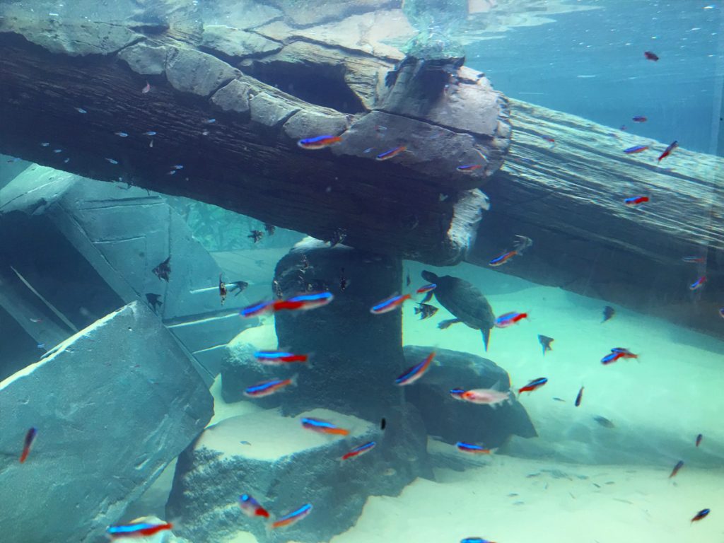 aquarium theming of wreck with turtle and fish swimming